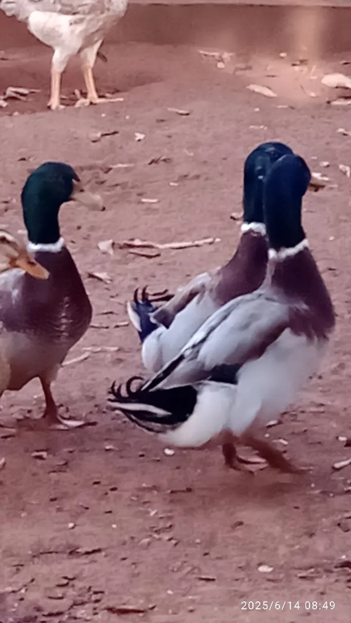 Lindos marrecos macho ,gansos macho e angolinhas
