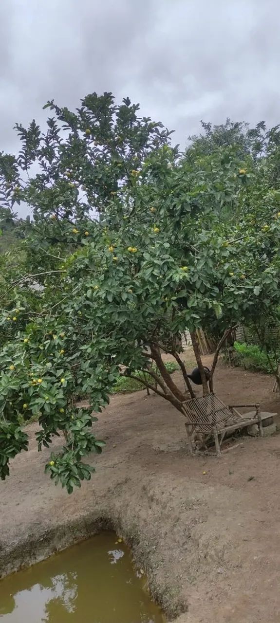 Chacrinha mil metros  - Foto 10