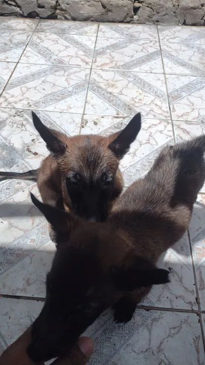 Filhote de Pastor belga malinos  - Foto 5