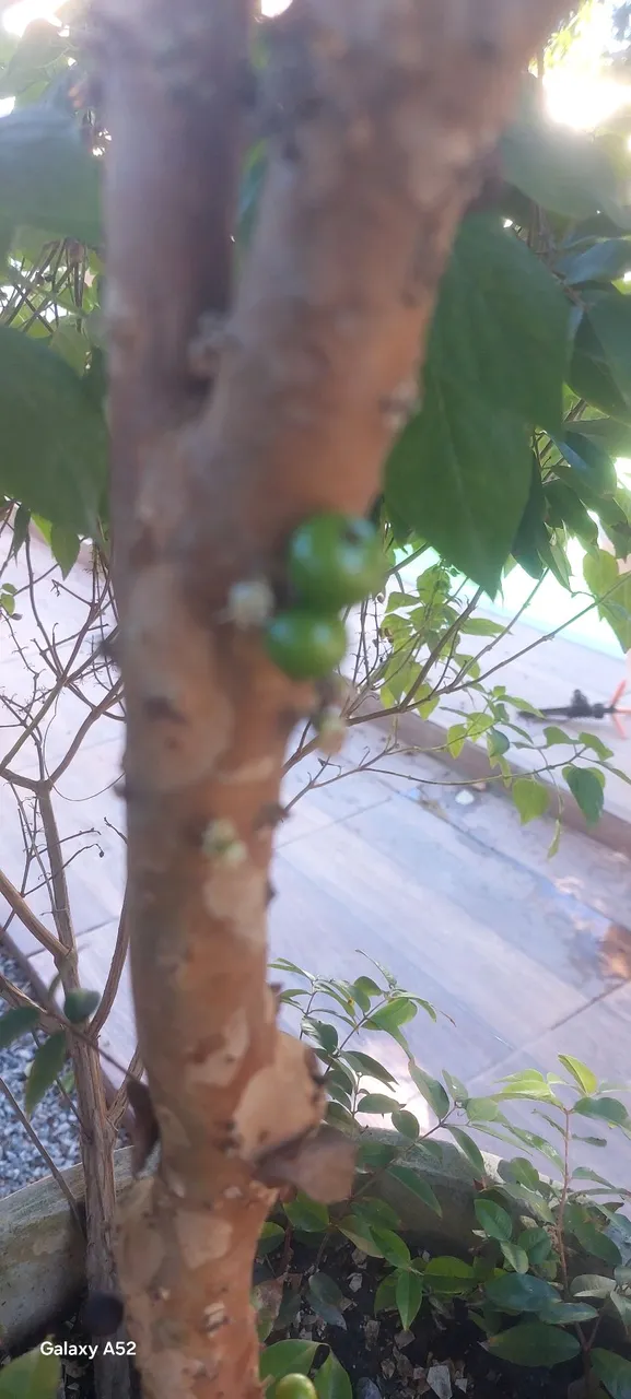 Jabuticaba