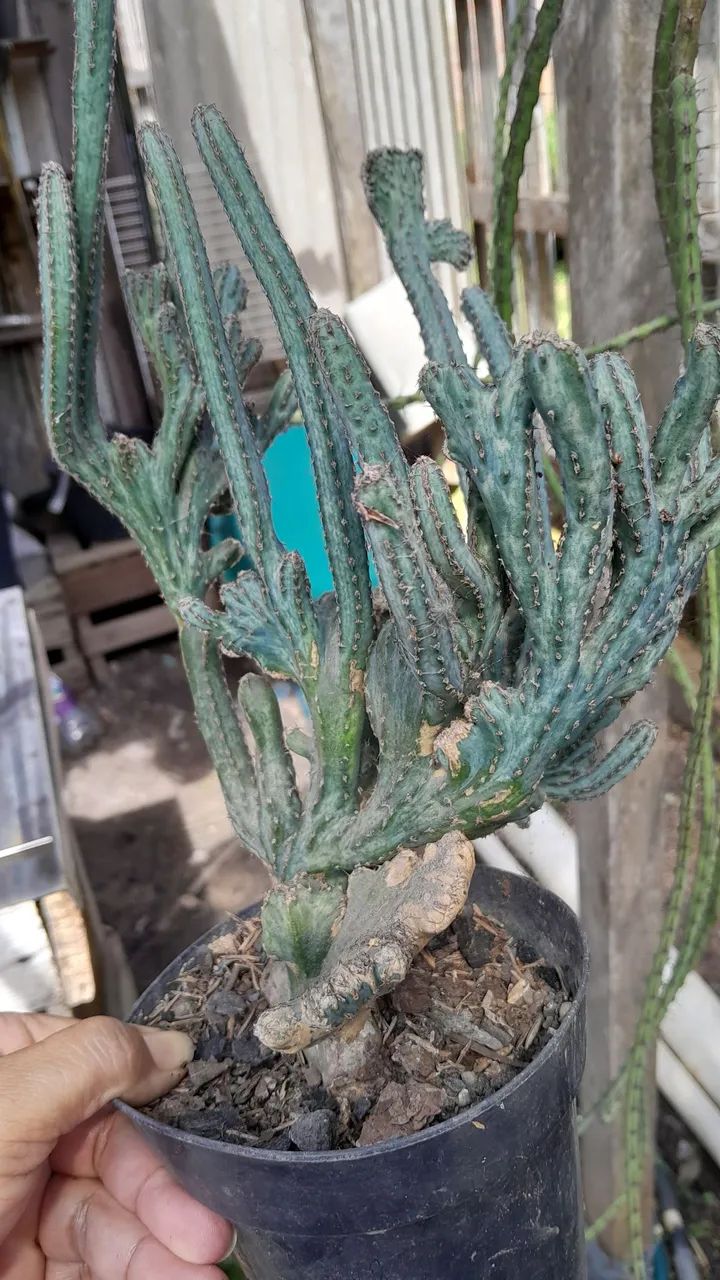 Cacto Raro para Colecionadores