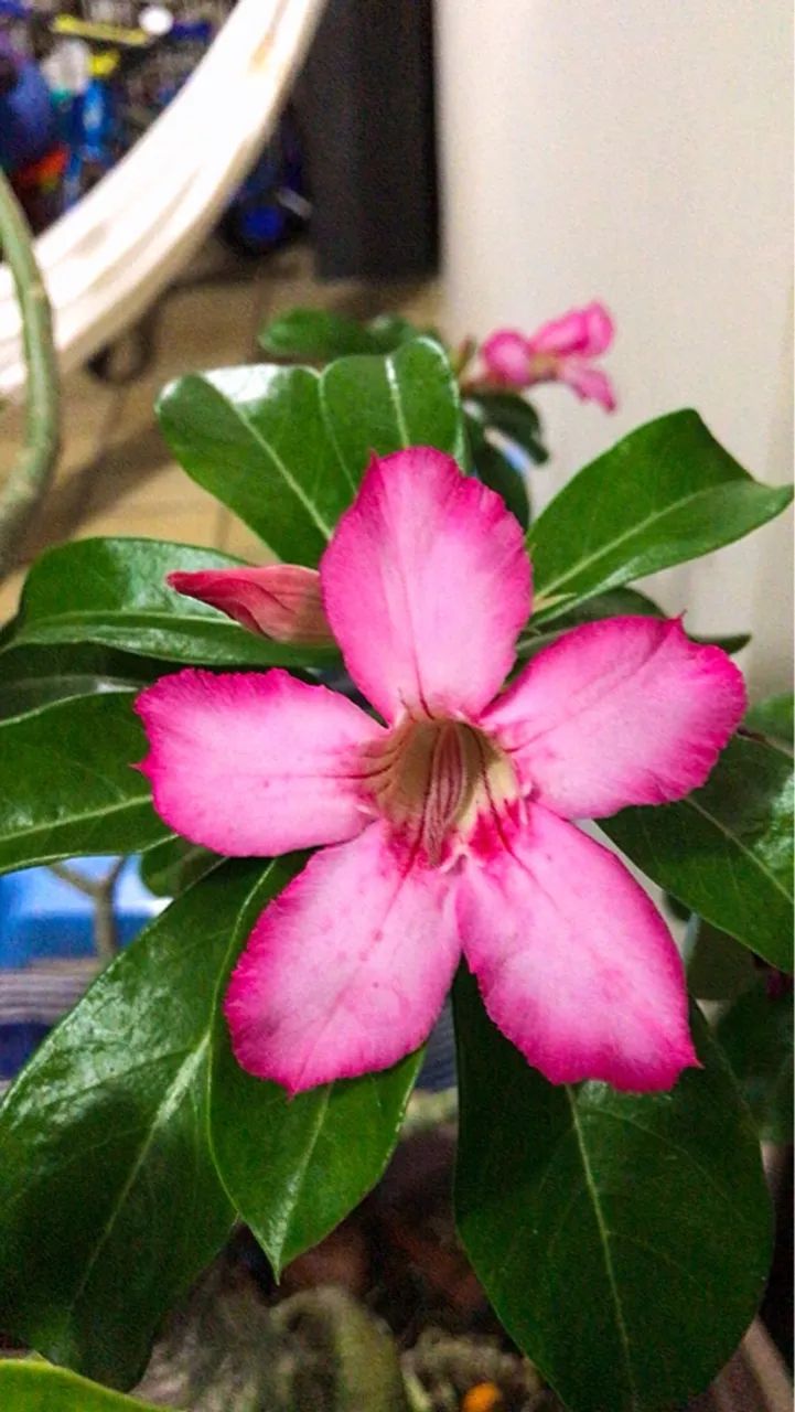 Rosa do Deserto com Floração diversa 4 Flores Diferentes - Vendo - Foto 5