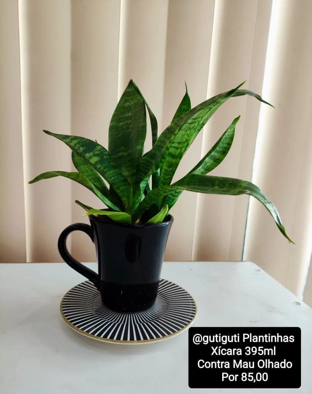 3 Plantas Espada de São Jorge por R$150,00  - Foto 4