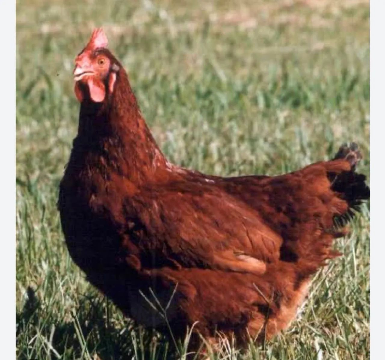 Pintos lohmann brown - Foto 2