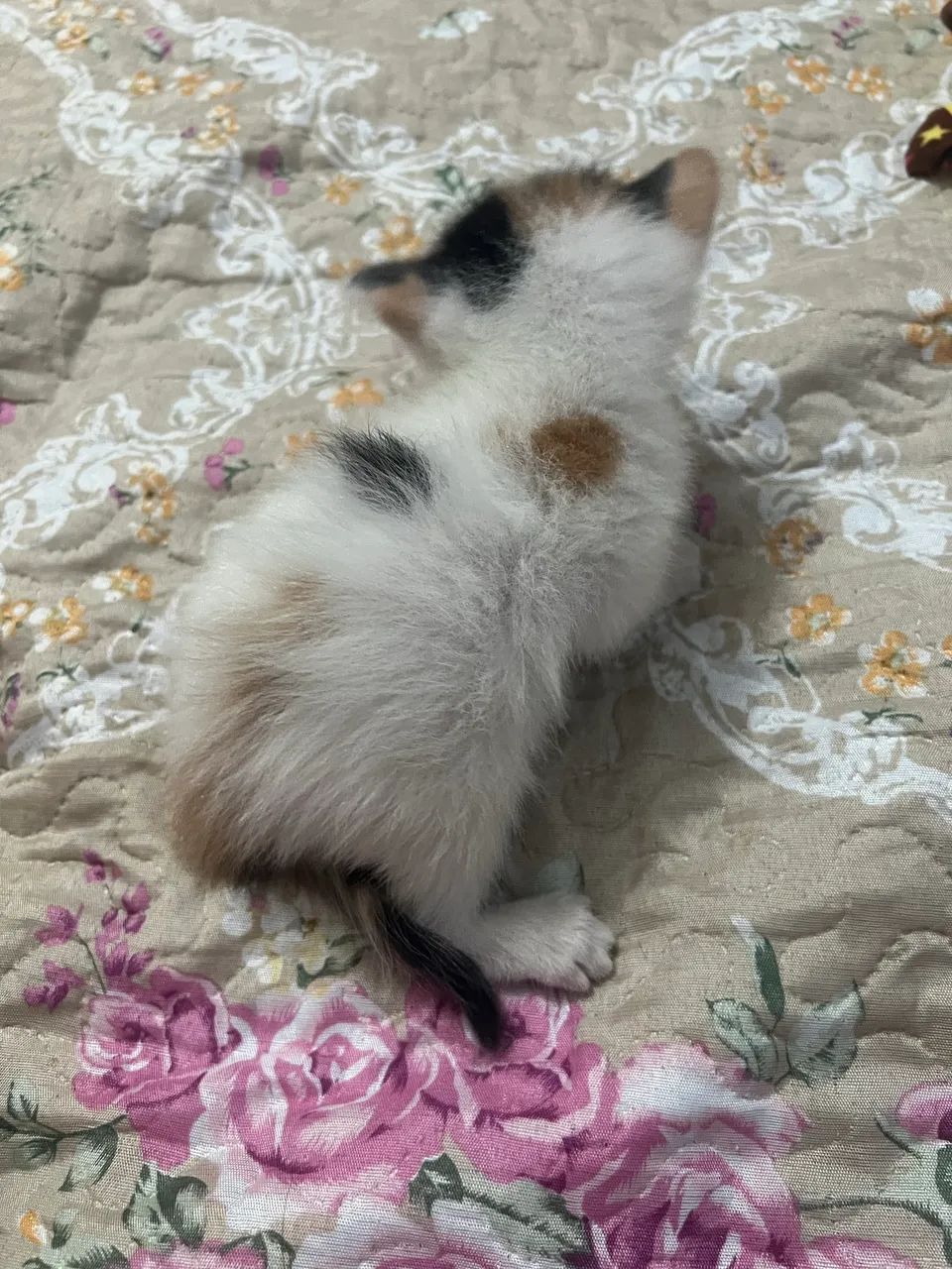 Gatinhos para adoção 