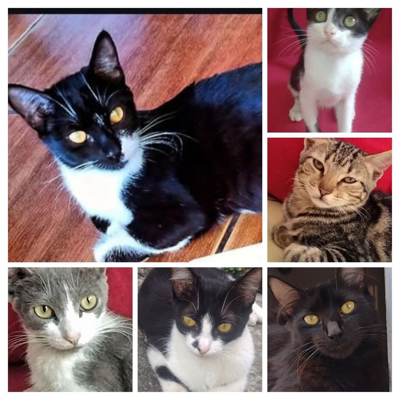 Seis Gatinhas Lindas Procurando um Lar Cheio de Amor! 