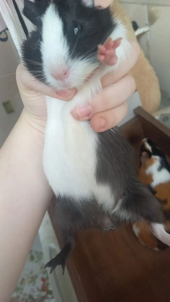 Porquinho-da-Índia fêmea