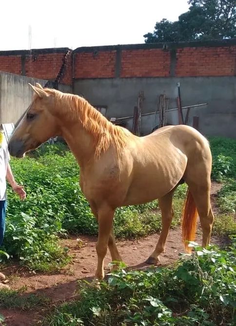 Vende-se Cavalo