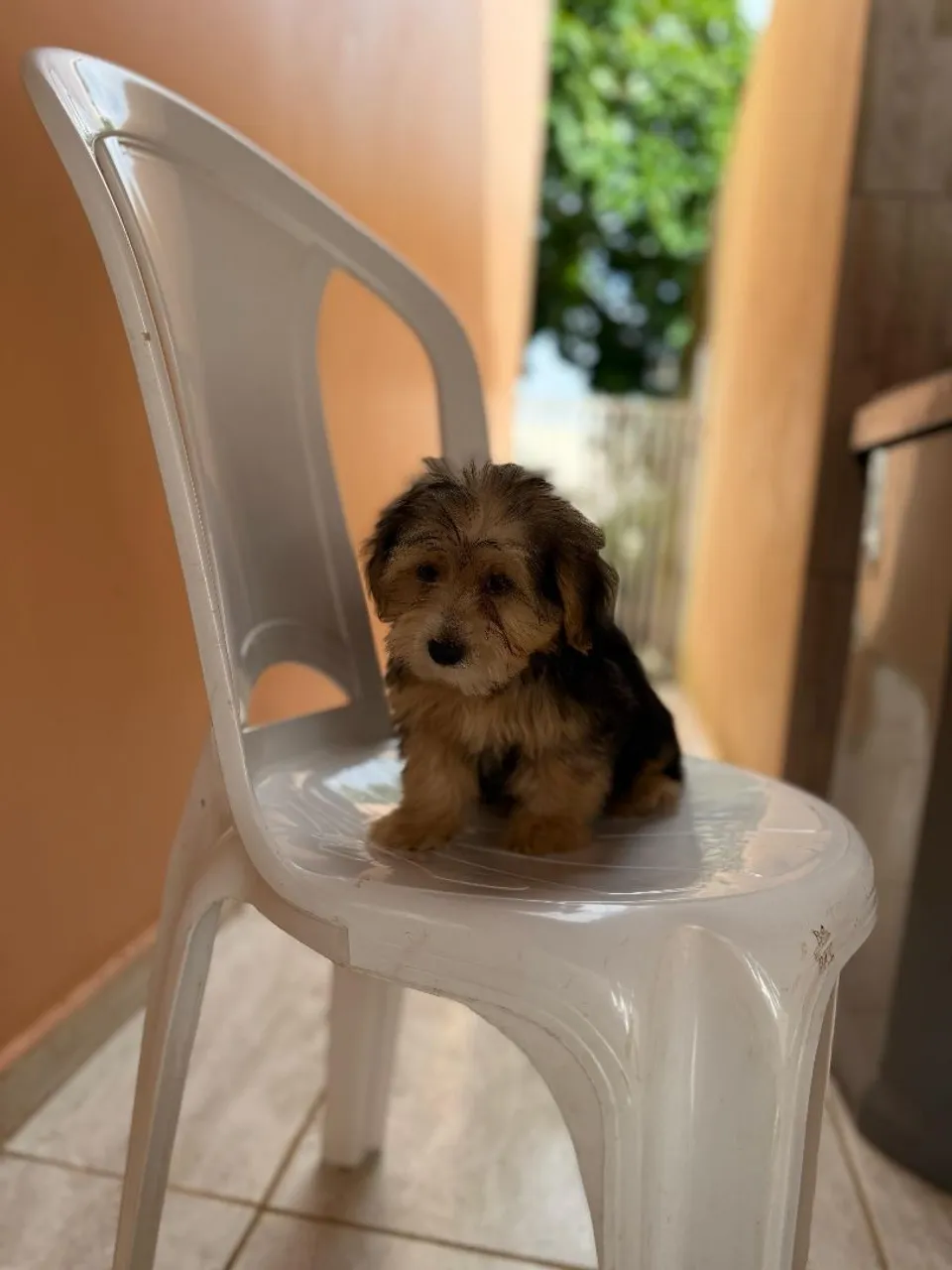 Yorkshire Terrier Filhotes