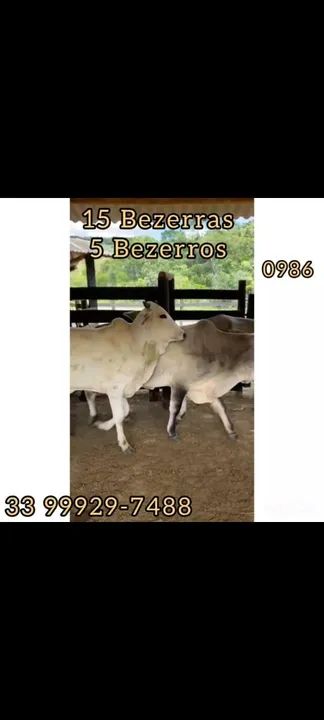 15 Bezerras e 5 bezerros  - Foto 6