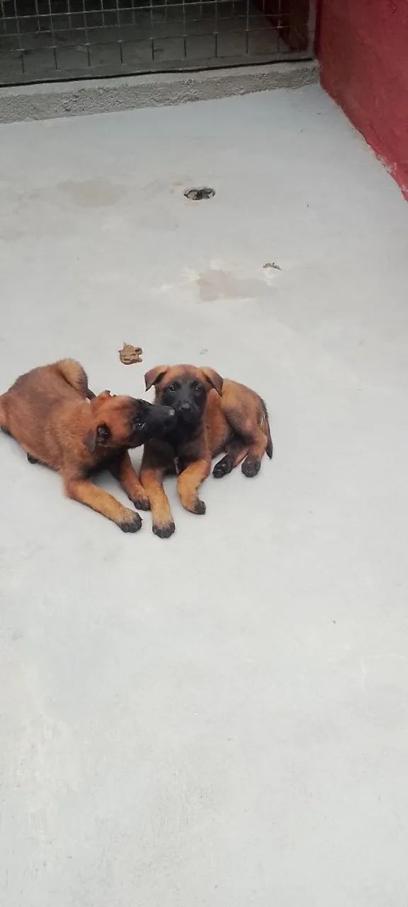 Pastor Belga Malinois com PEDIGREE CBKC  - Foto 5
