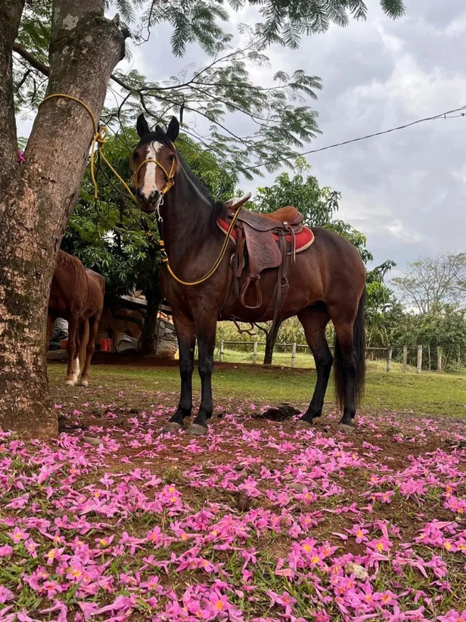 VENDO EGUA MANGA LARGA - Foto 3