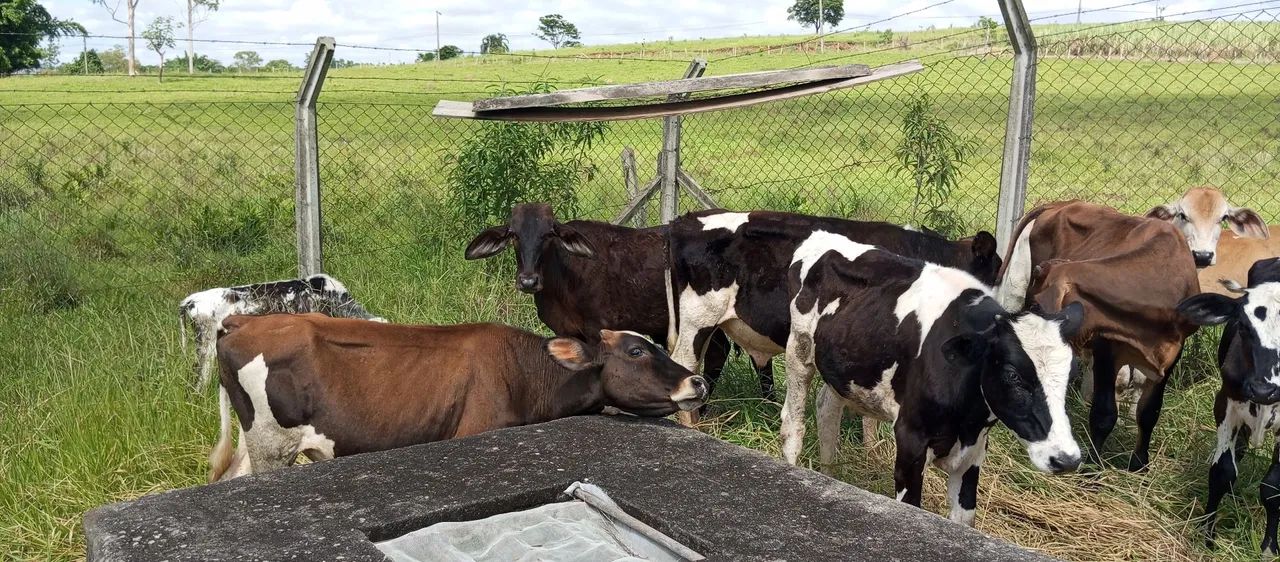 Bezerros a venda  - Foto 2