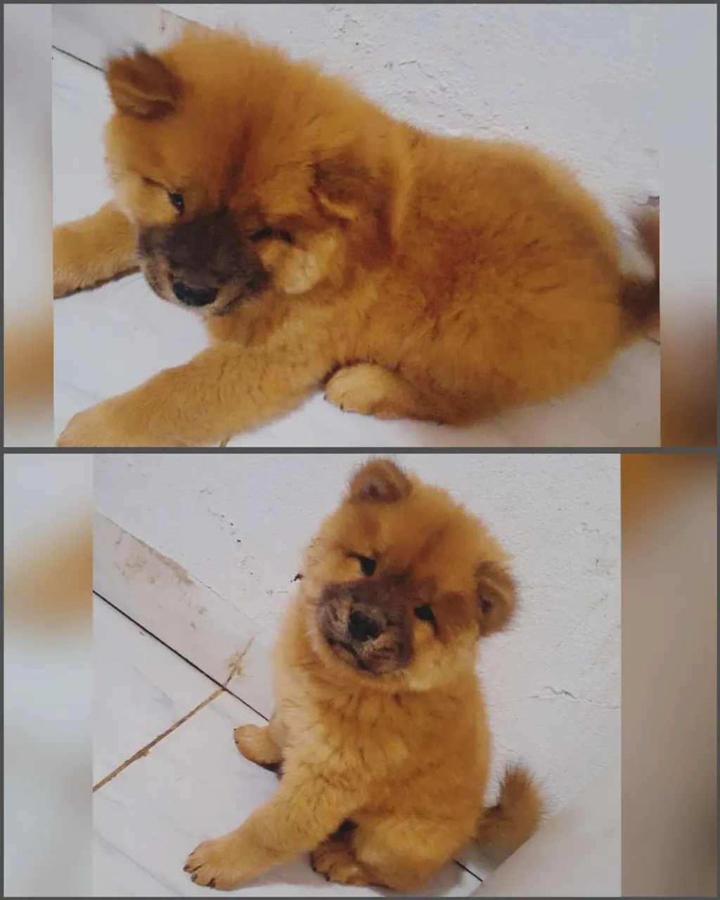 Filhote Chow-Chow Macho