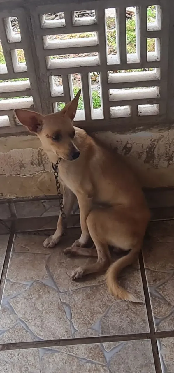 Cachorro mestiço para adoção