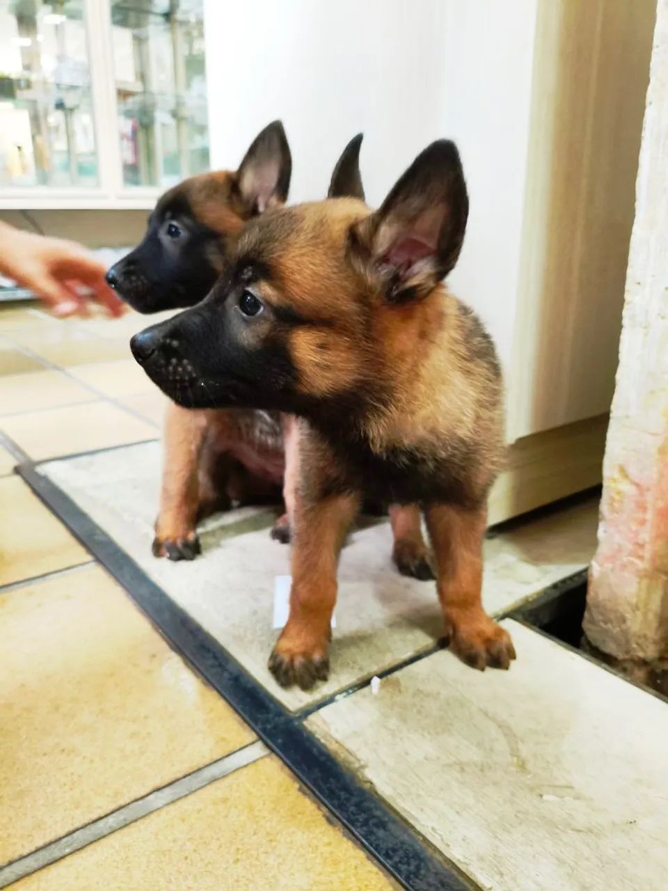 Pastor Belga Malinois puro