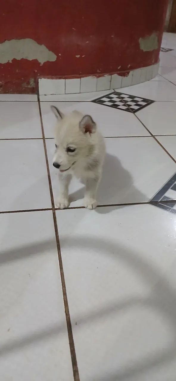 Filhote Husky Siberiano 250 - Foto 3