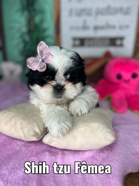 Filhotes encantadores à procura de uma vida cheia de carinho!