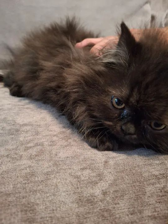 Filhotes Persa! - Foto 4