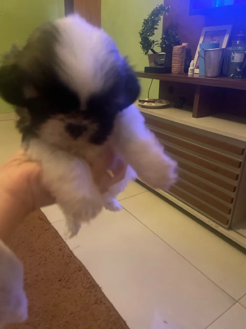 Filhote de Shih Tzu disponível para adoção