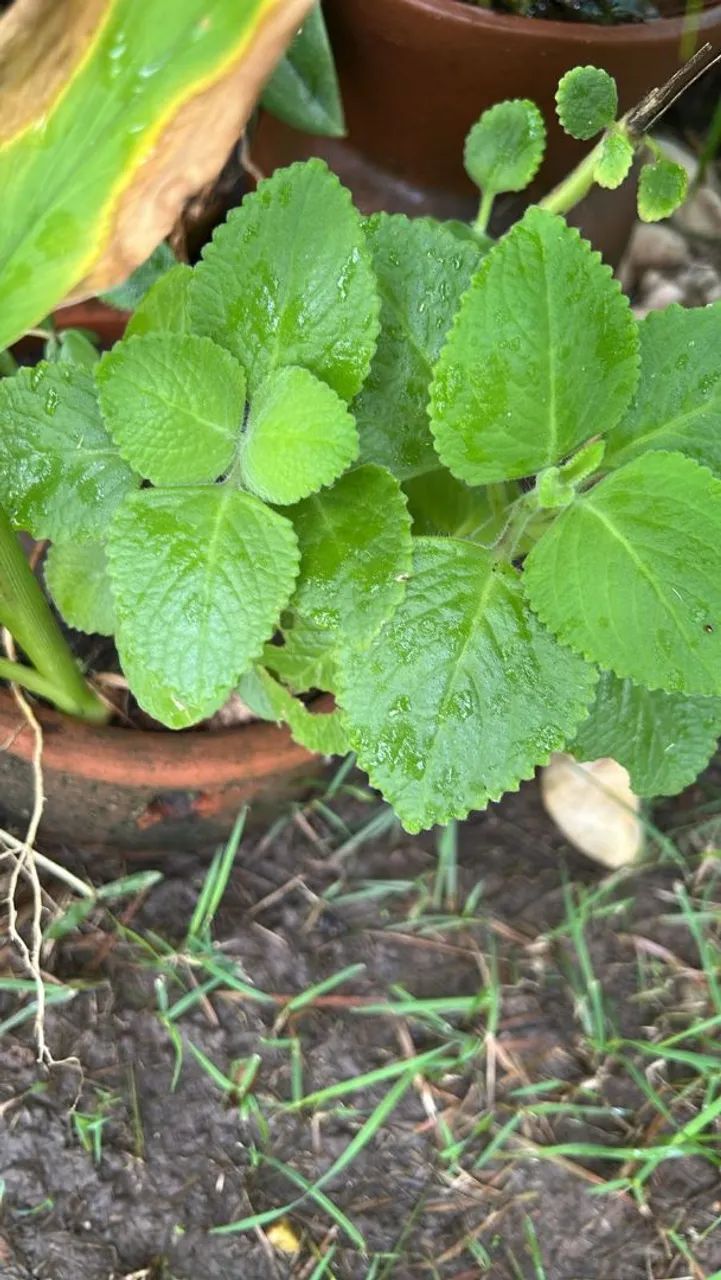 Mudas de plantas variadas - Foto 3