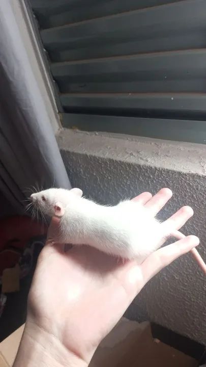 FILHOTES DE RATO TIWSTER  - Foto 2