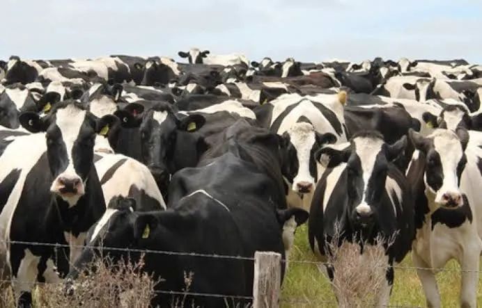 Novilhas e Vaca girolando 1/2 sangue e 3/4  - Foto 5