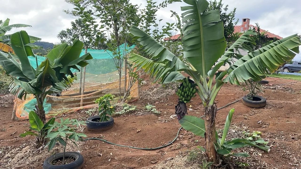 GRANJA COMPLETA À VENDA - TORREÕES (Recanto da Cachoeira) - Foto 8