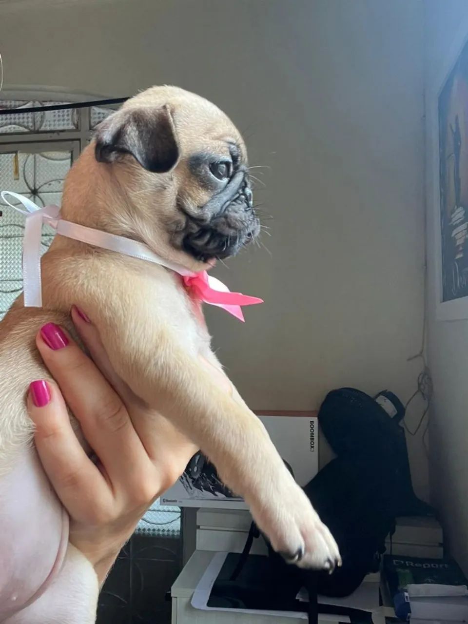 Filhote de Pug fêmea  - Foto 4