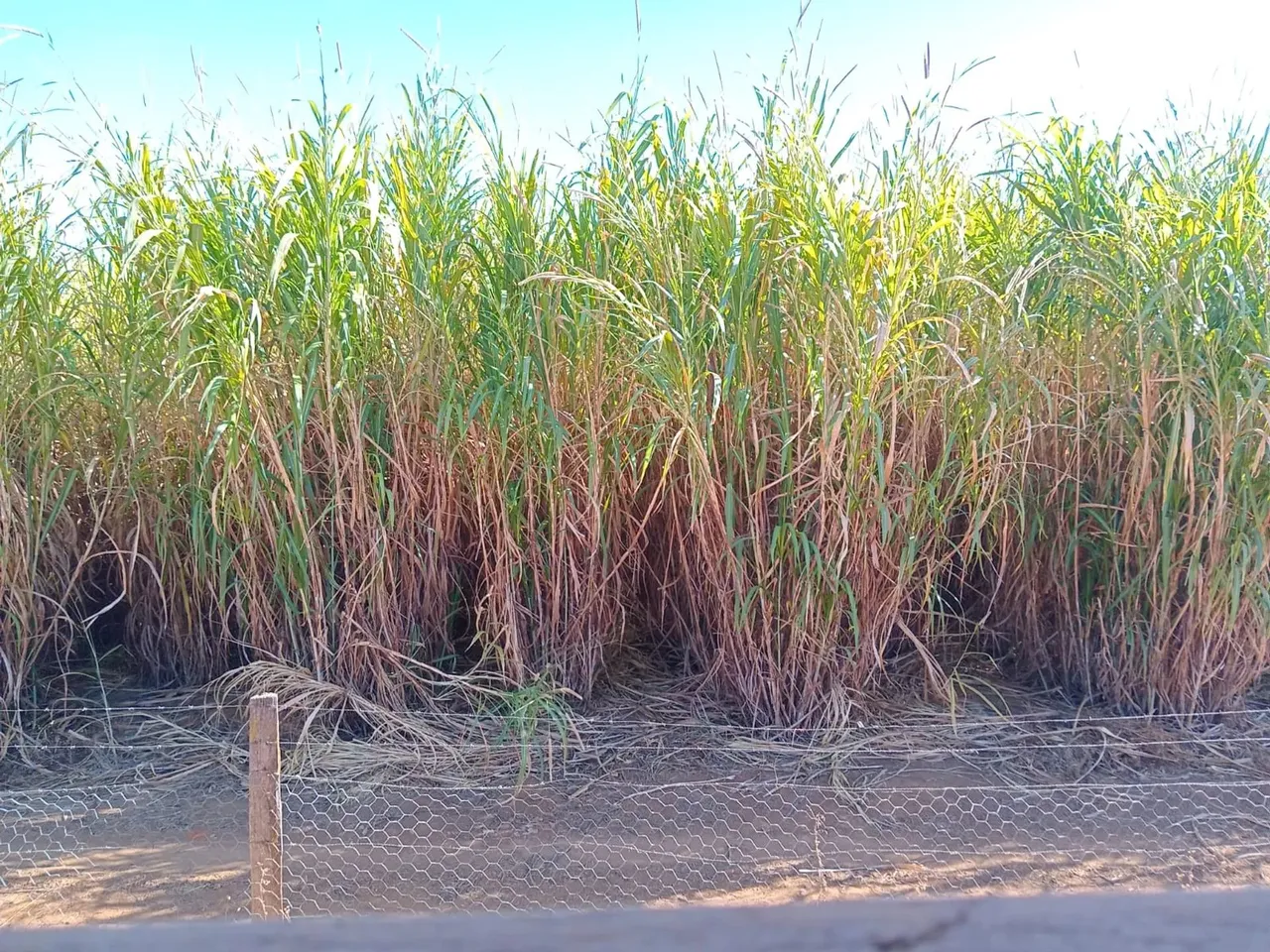 Imóvel para venda em Brazlândia - DF no Rodeador na Morada dos Pássaros