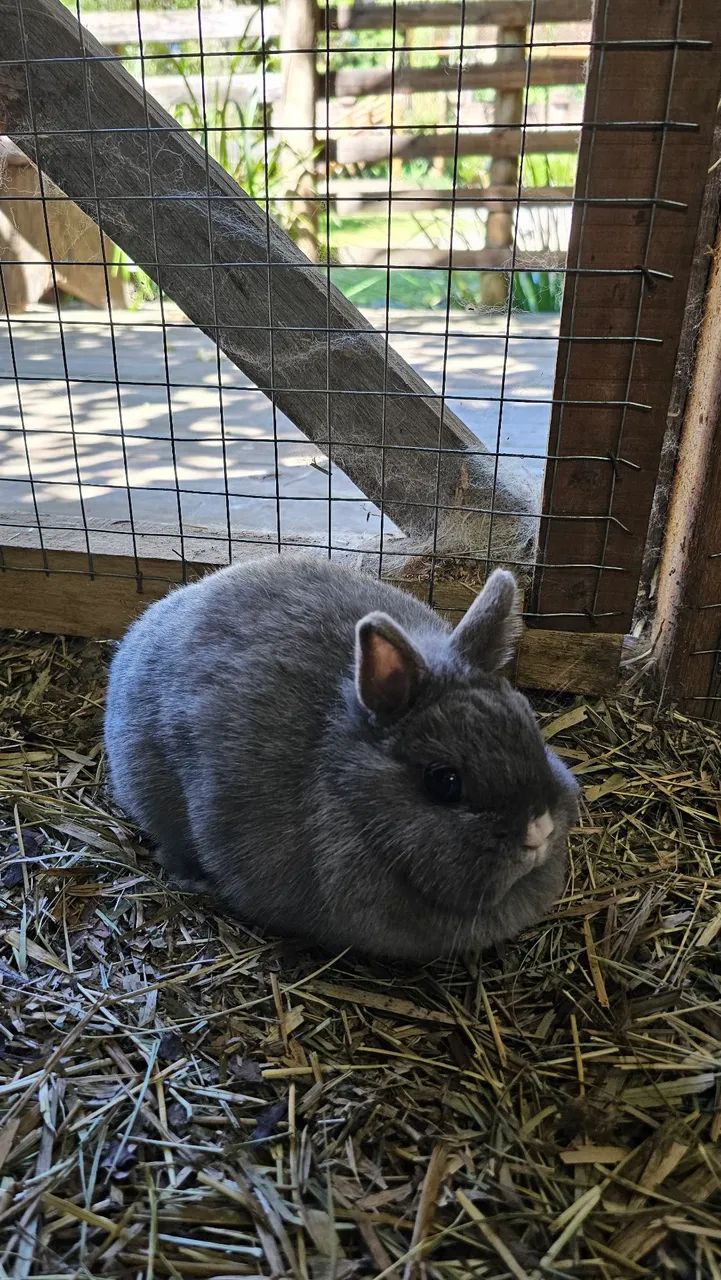 Mini coelho 64639700514690123