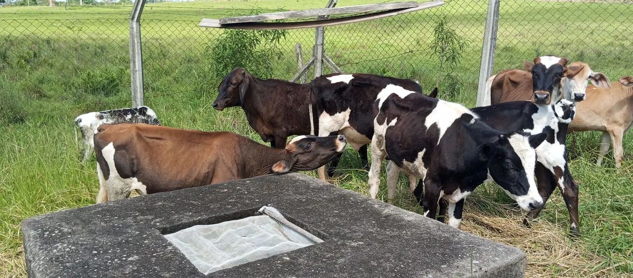 Bezerros a venda  - Foto 4