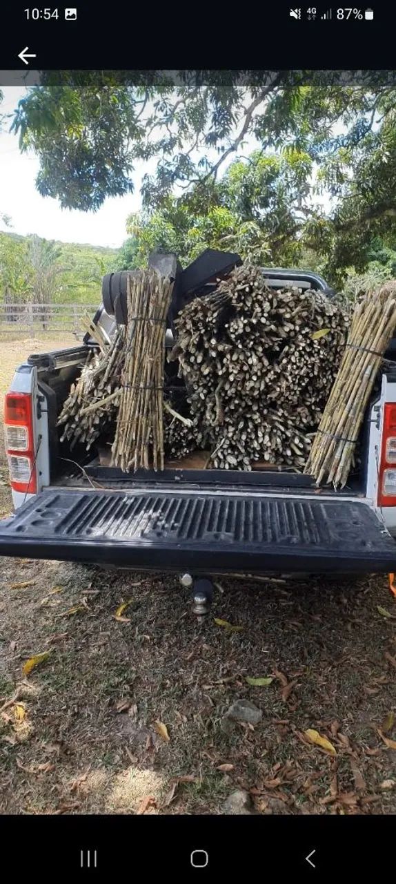 GEMAS MUDAS DO CAPIAÇU E KURUMI BRS CAPIM ELEFANTE  - Foto 3