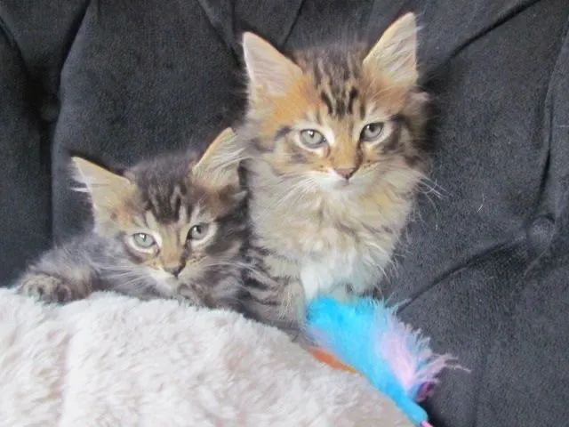 Filhotes de Maine Coon disponíveis - Qualidade, saúde e beleza garantidas!