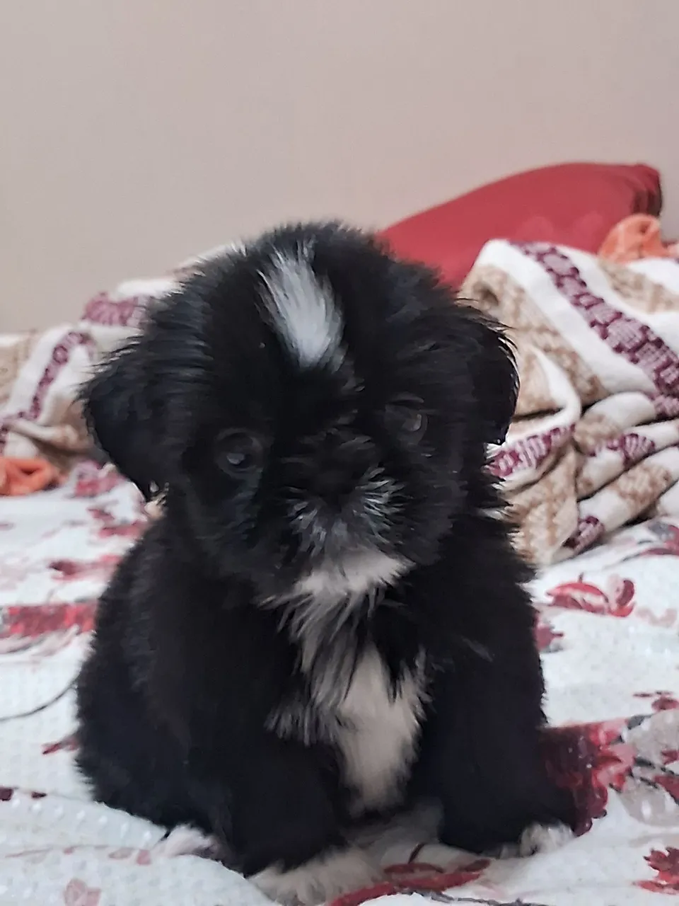 Filhote Shih Tzu - Puro