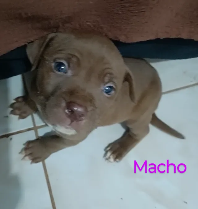 Vendo lindos filhotes de Pittbull