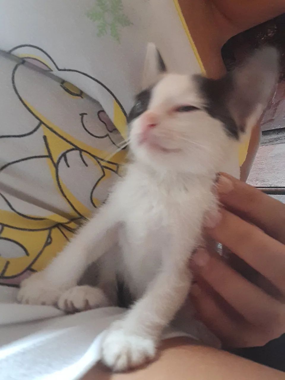 Sialatinhas para adoção.  2 meses . - Foto 6