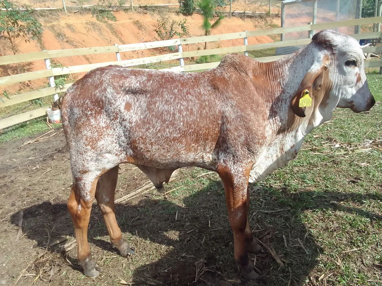 Bezerro Touro Gir Leiteiro Puro - Foto 3