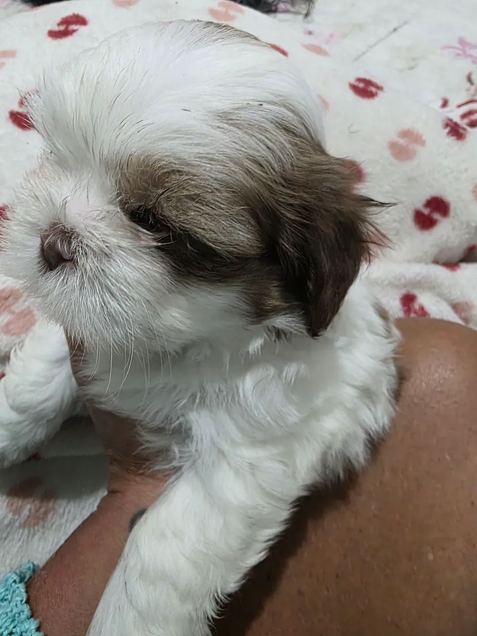 Vende-se filhotes de Lhasa Apso  - Foto 2