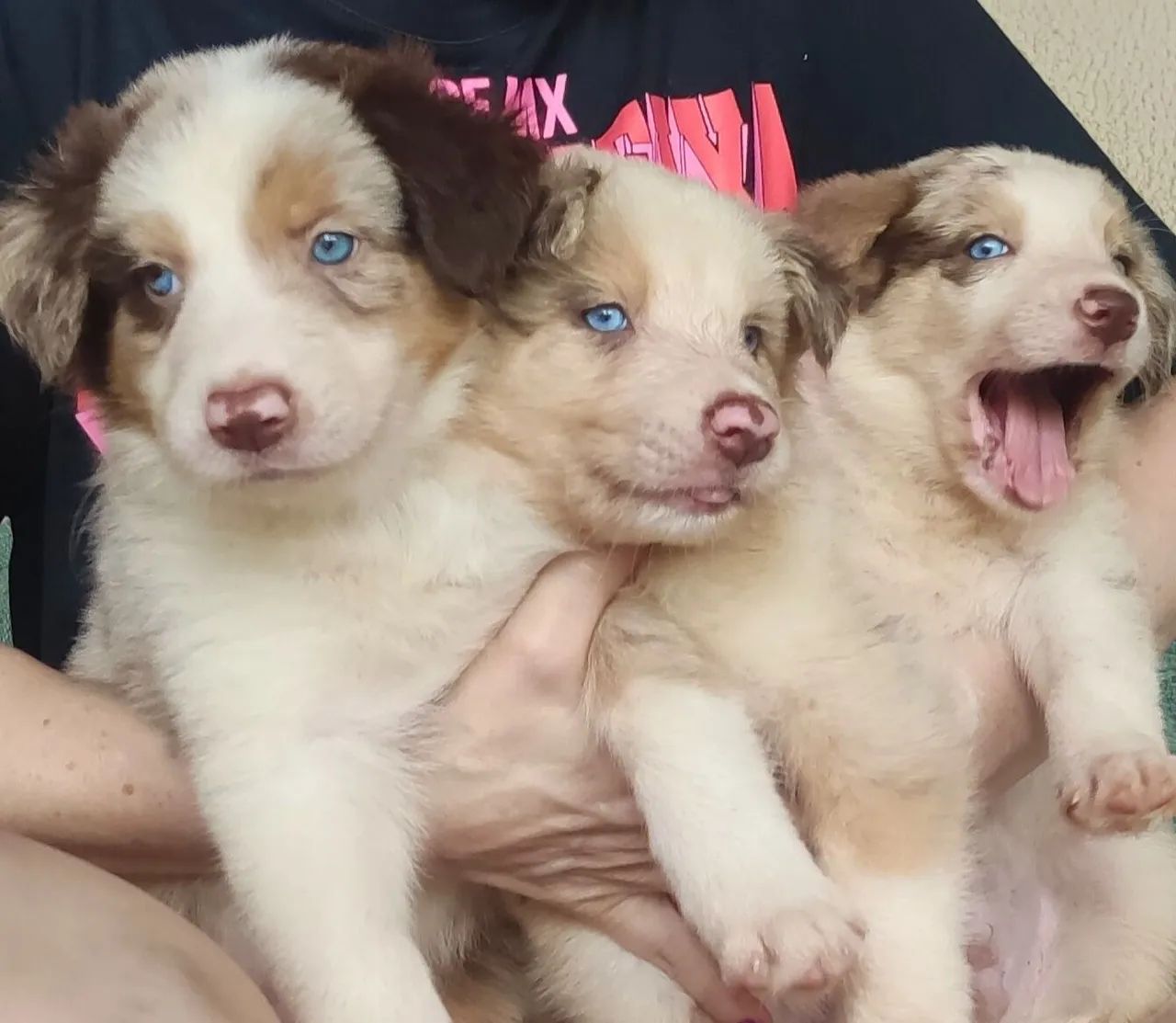 Filhote Border Collie - Foto 4