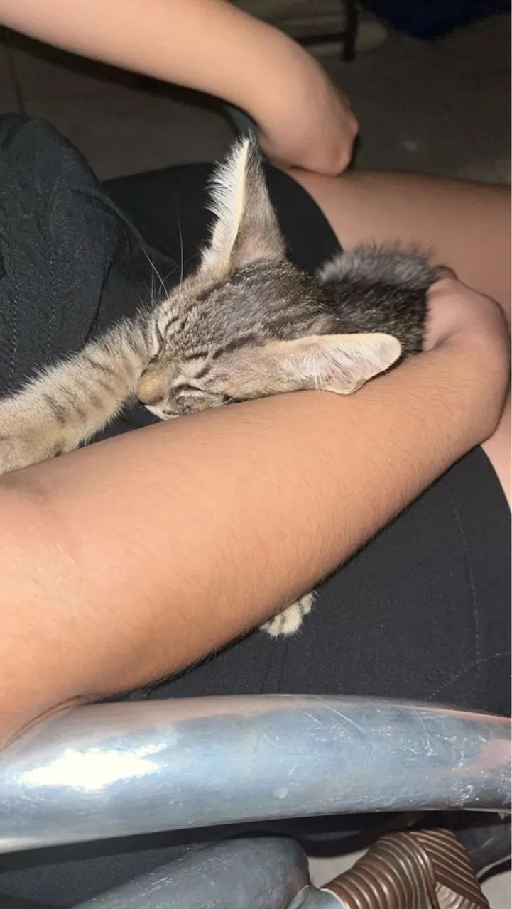 Gatinho fofo para adoção - Foto 4