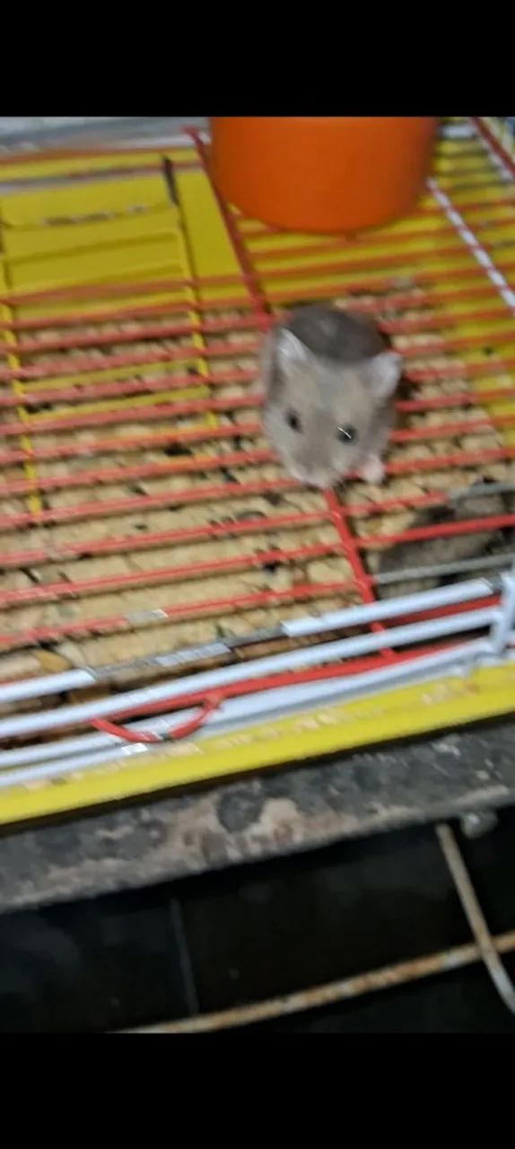 Hamster anão russo  - Foto 2