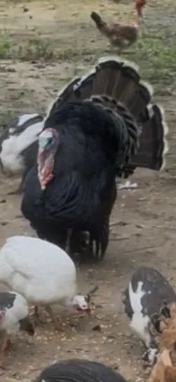 Peru Caipira - Foto 4