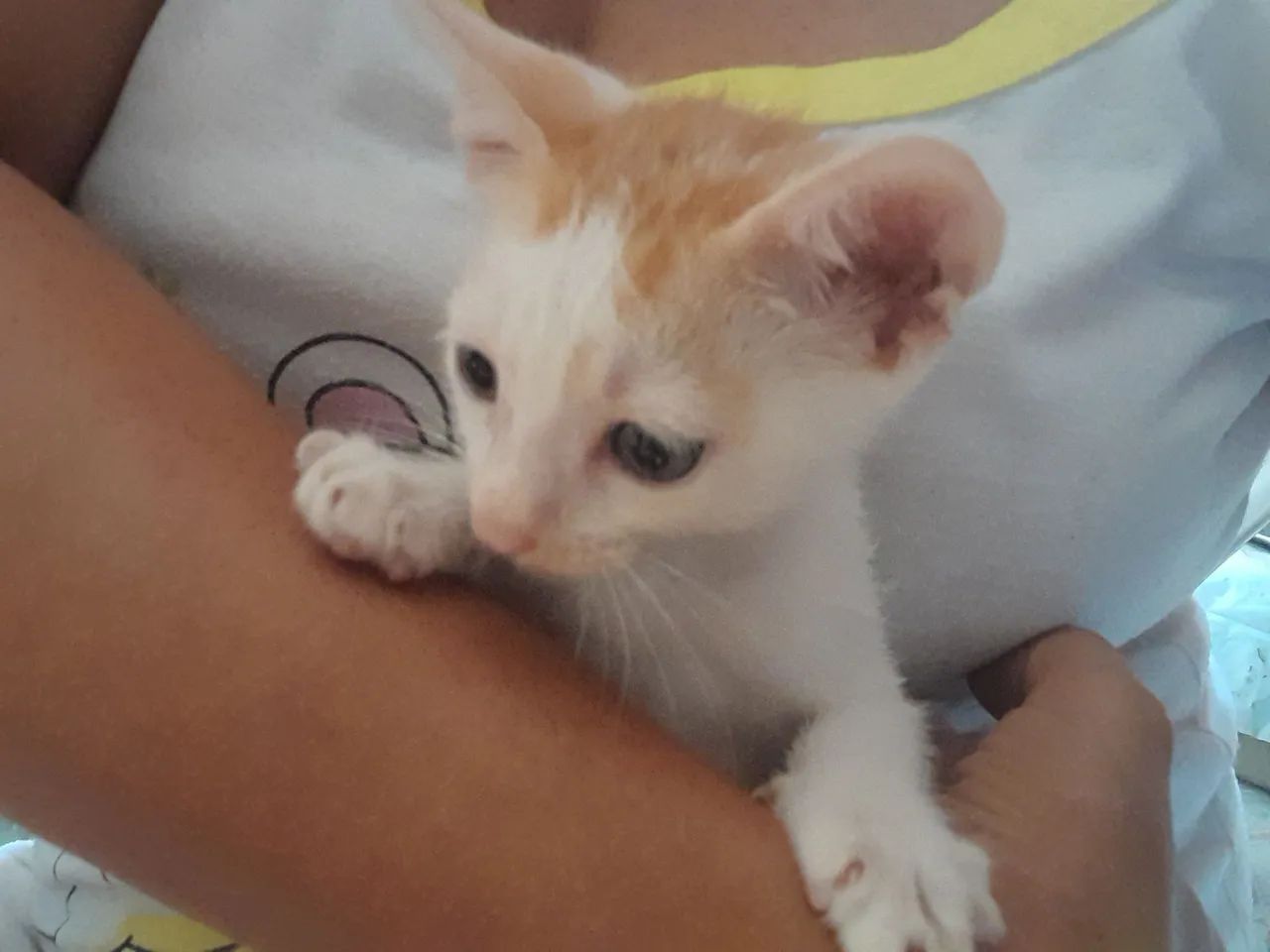 Sialatinhas para adoção.  2 meses . - Foto 3