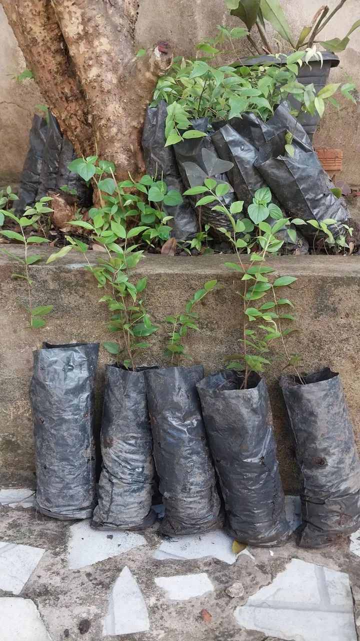 Mudas de jabuticaba