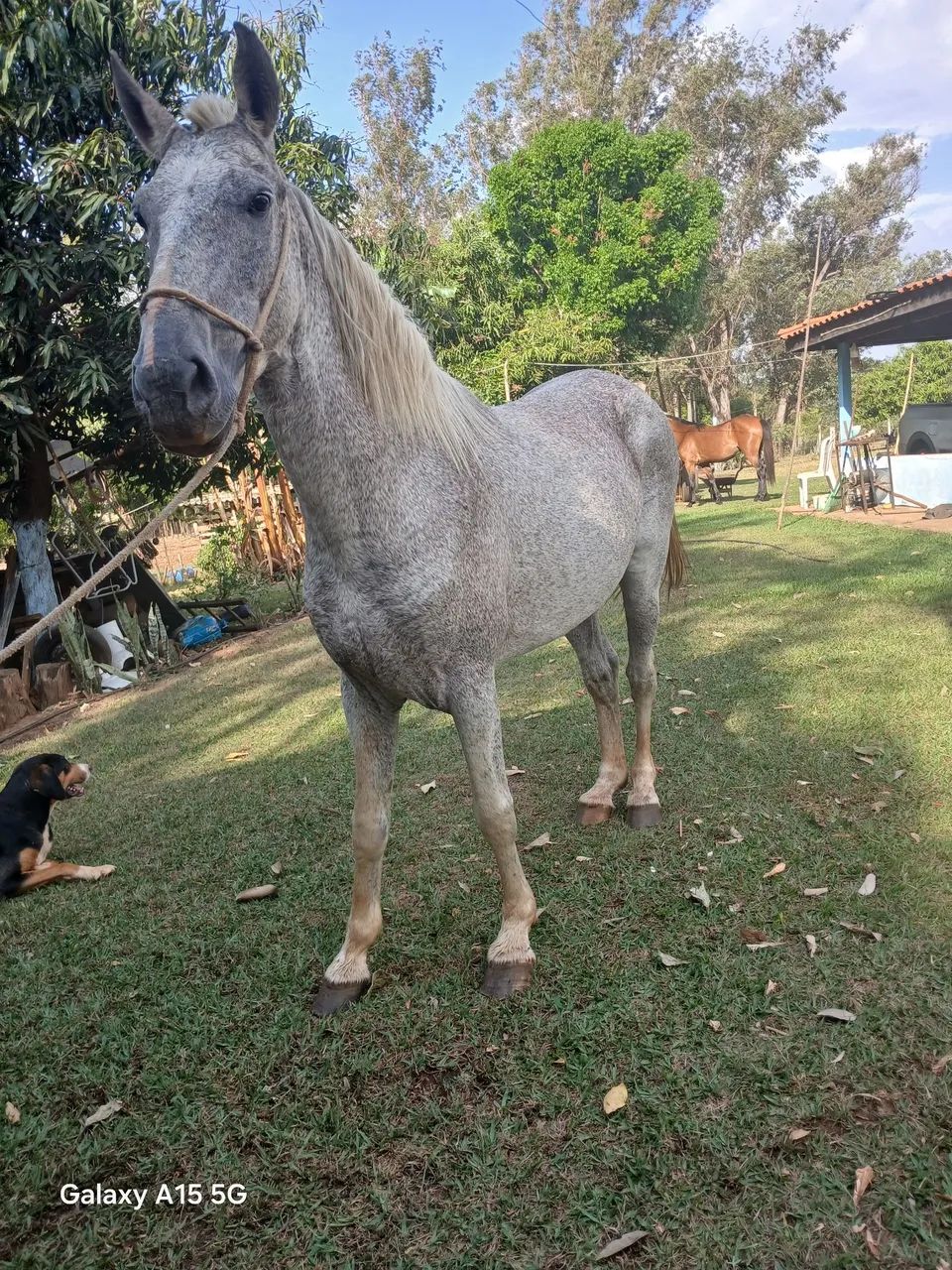 Vendo cavalo macha picada  - Foto 2