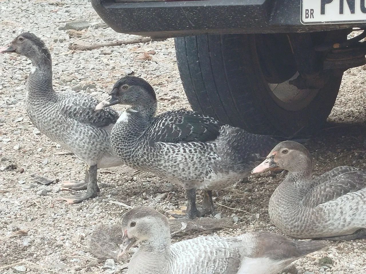 Patos machos novos  - Foto 6