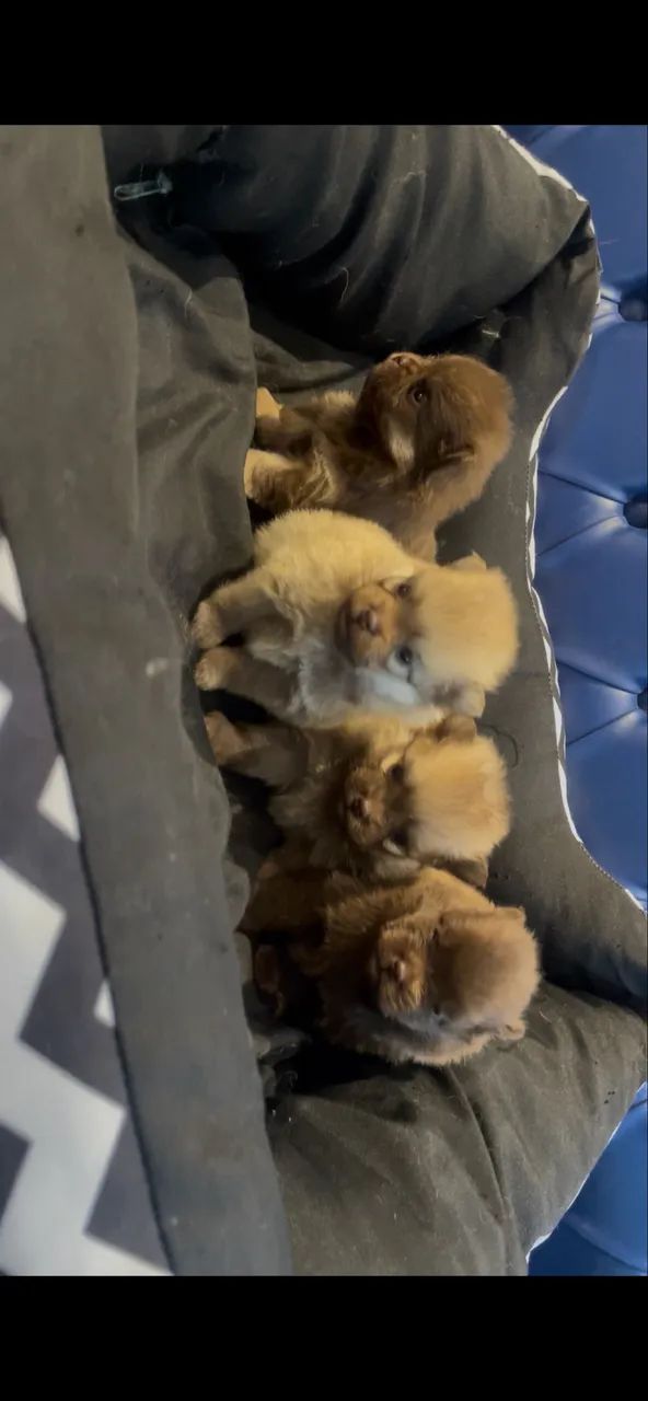 Lulu da Pomerania/spidz alemão .  - Foto 4