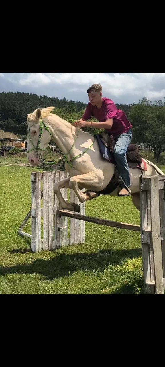 Égua cremela muito bem domada e com potencial para hipismo - Foto 3