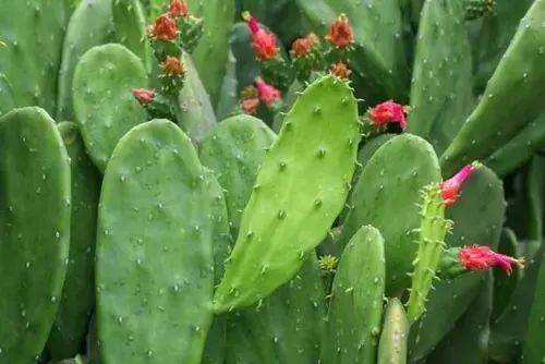 Cacto Ornamental - Opuntia Monacantha - Foto 2